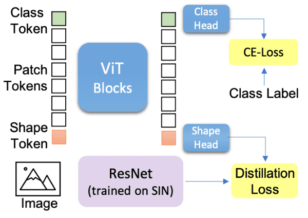 vit-token-distillation