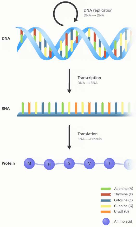 central-dogma-of-biology