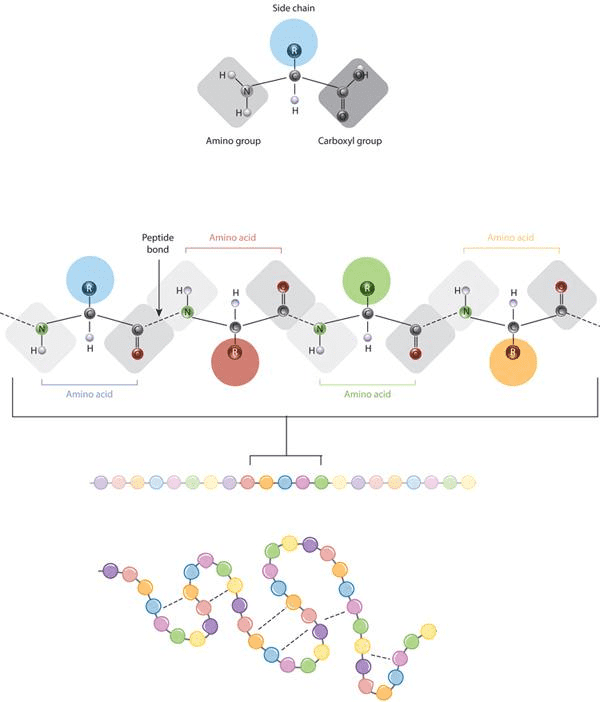 residues-and-side-chains