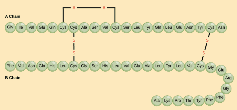 primary-structure