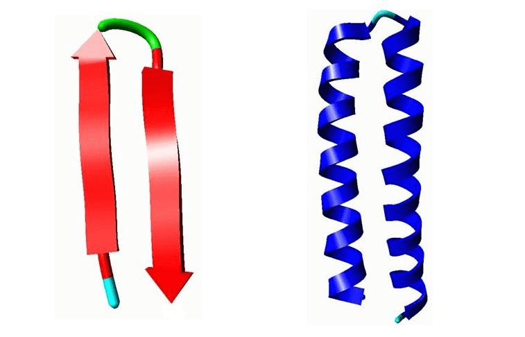 example-of-turns-aminoacids