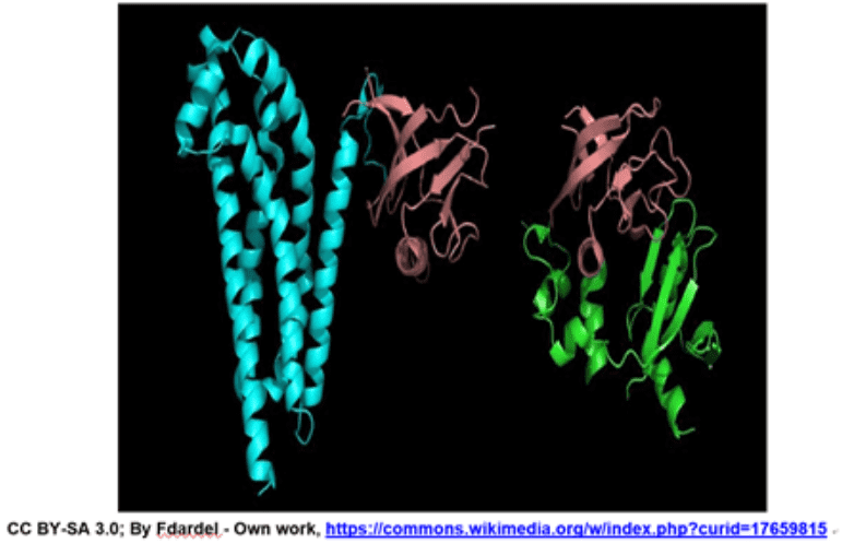 protein-domains