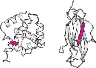 primary-structure-motifs