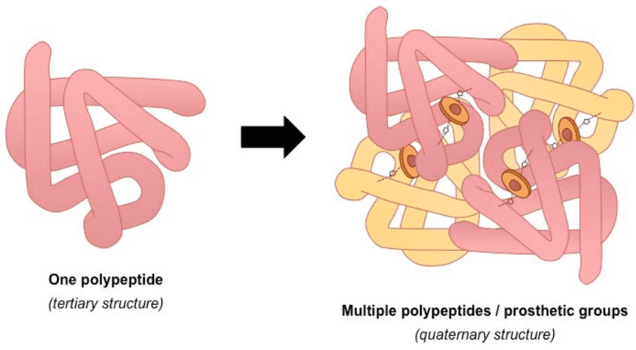 tertiary-structure-proteins