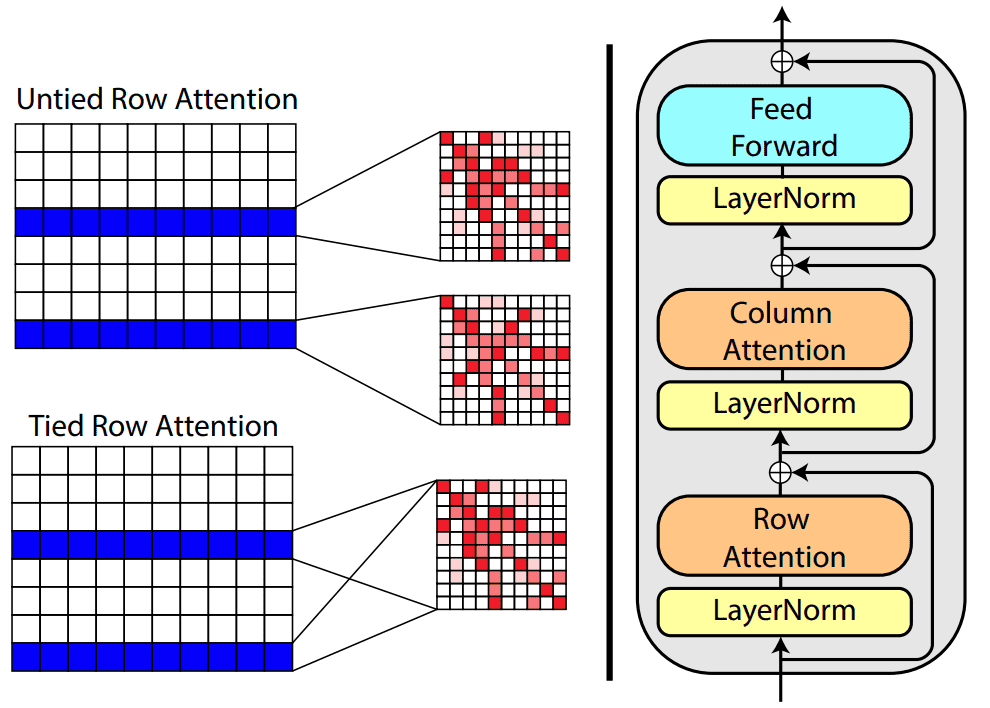 attention-msa