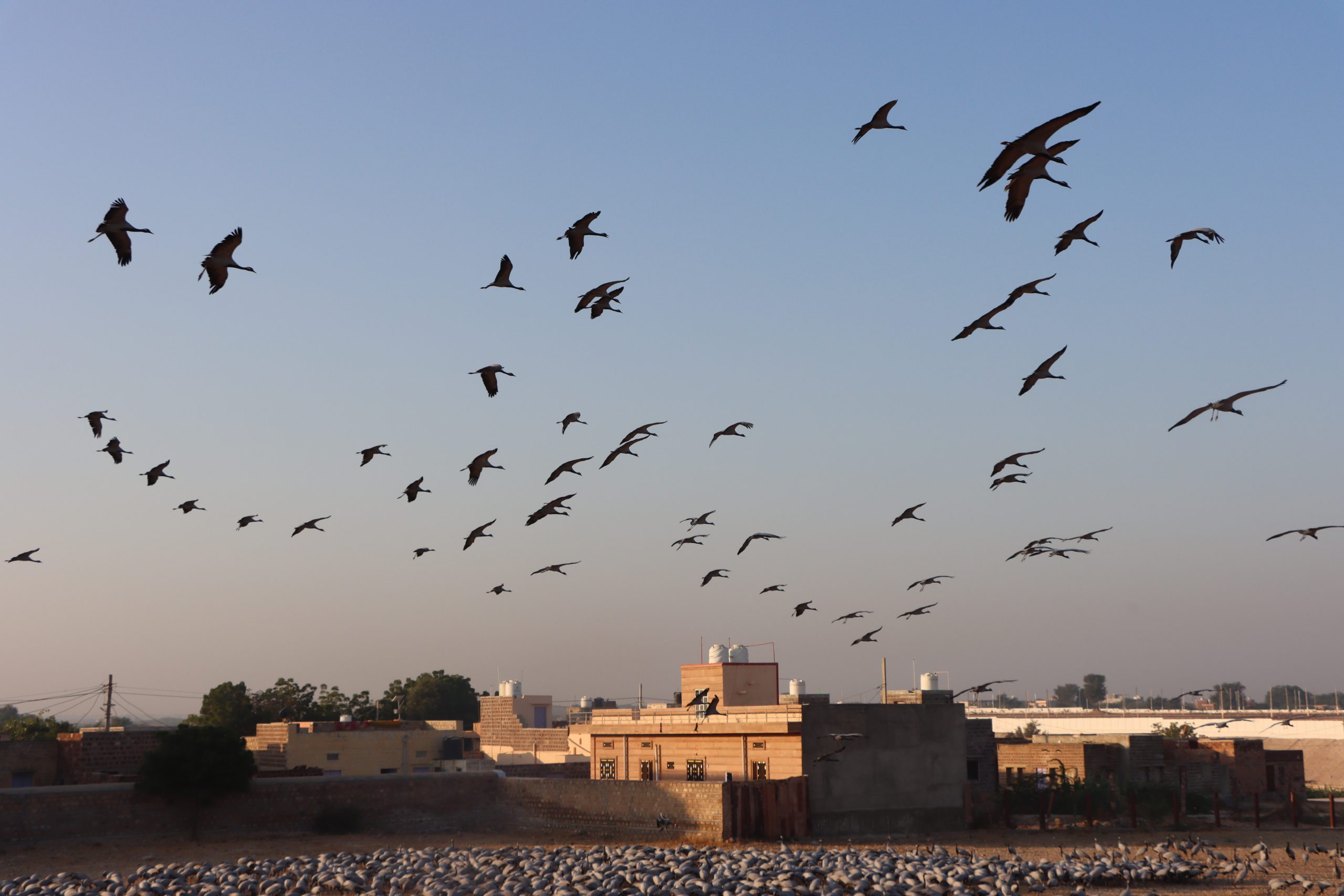 flock of birds flying